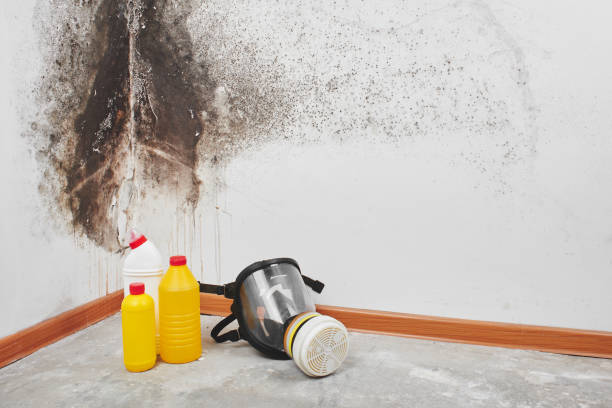 Best Affordable Mold Removal  in Evansburg, PA