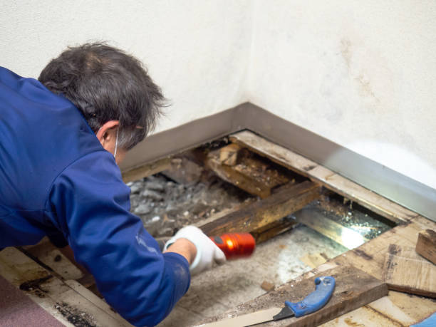 Best Residential Mold Removal  in Evansburg, PA