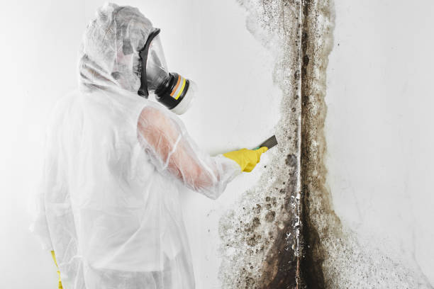 Best Mold Damage Repair  in Evansburg, PA