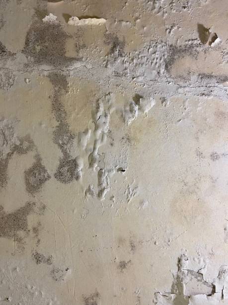 Best Mold Cleaning Services  in Evansburg, PA