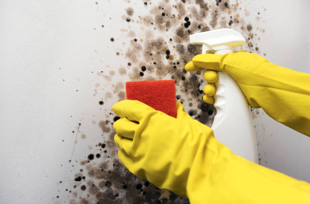 Evansburg, PA Mold Removal Company