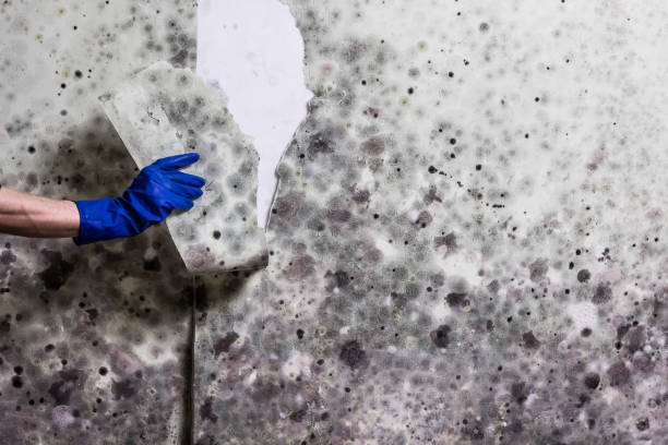 Best Local Mold Removal Service  in Evansburg, PA