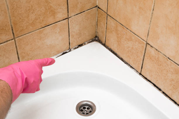 Best Professional Mold Removal  in Evansburg, PA